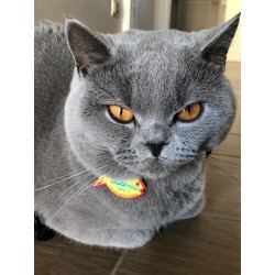 SOS-MIAO