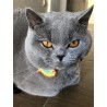 SOS-MIAO