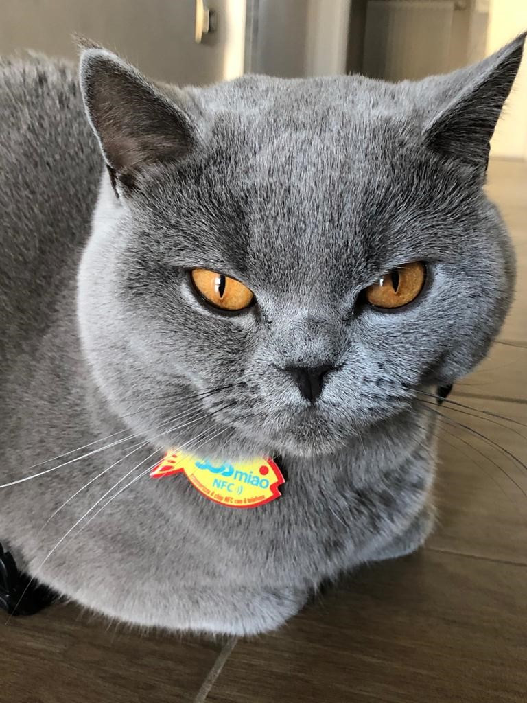 foto gatto EDO.jpg